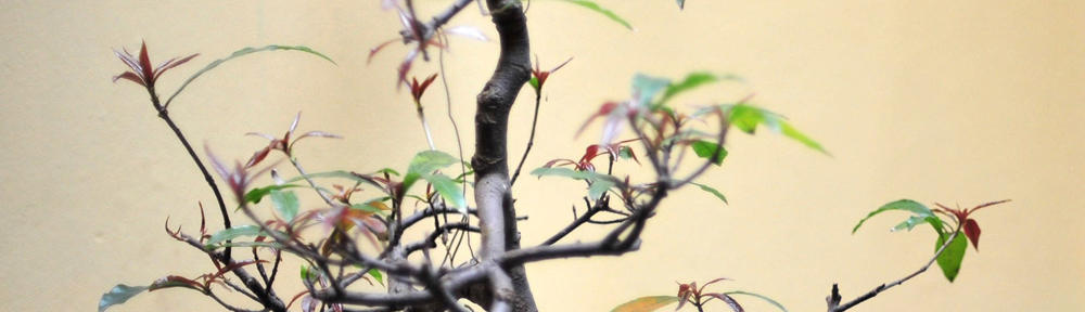 サイキックガーデン